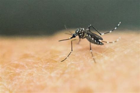 special mosquitoes to fight dengue